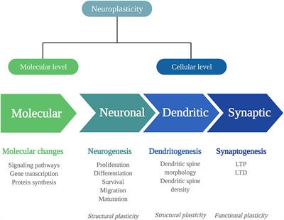 Psychedelics and Neuroplasticity: A Systematic Review Unraveling the Biological Underpinnings of Psychedelics